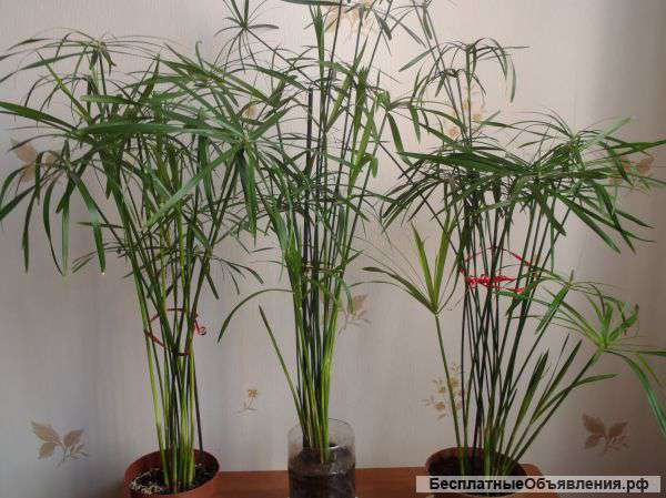 Циперус Комнатное Растение Фото